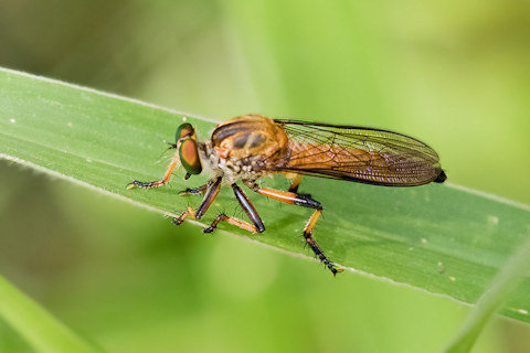 Robber Fly (Ommatius mackayi) (Ommatius mackayi)